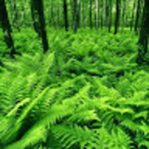 Meet your Posher, Hiba